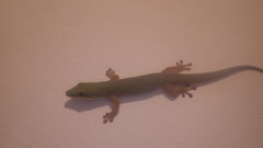 Phelsuma dubia