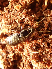 Pterostichus strenuus