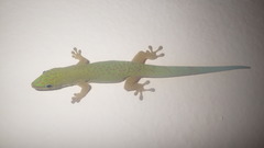 Phelsuma dubia