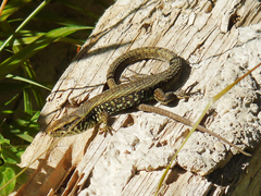 Algyroides moreoticus