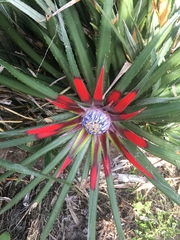 Fascicularia bicolor bicolor