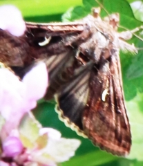 Autographa gamma