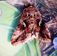 Autographa gamma