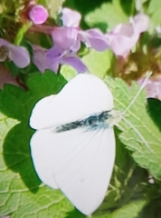 Pieris rapae