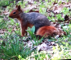 Sciurus anomalus