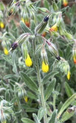 Onosma frutescens