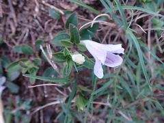 Ruellia pilosa