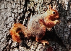 Sciurus anomalus