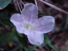 Ruellia pilosa
