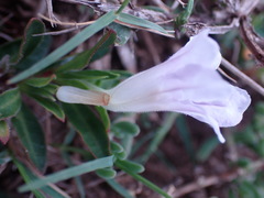 Ruellia pilosa