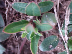 Ruellia pilosa