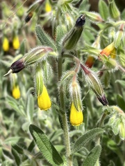 Onosma frutescens