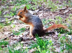 Sciurus anomalus