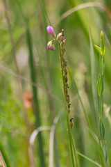 Drosera tracyi