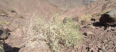 Haloxylon salicornicum