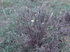 Pseudognaphalium oligandrum