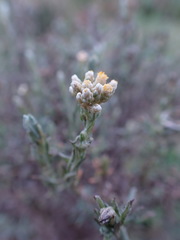 Pseudognaphalium oligandrum