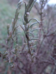 Pseudognaphalium oligandrum