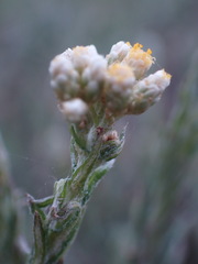 Pseudognaphalium oligandrum