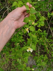 Kerria japonica