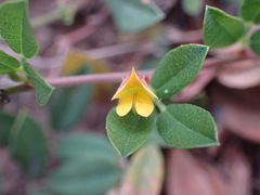 Rhynchosia ciliata