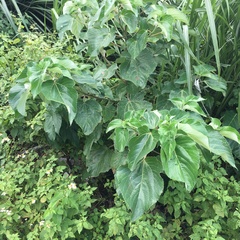 Pipturus arborescens