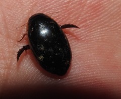 Thermonectus intermedius