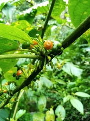 Witheringia solanacea