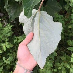 Pipturus arborescens