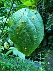 Witheringia solanacea