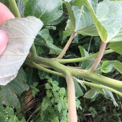 Pipturus arborescens