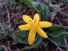 Hypoxis villosa