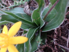 Hypoxis villosa