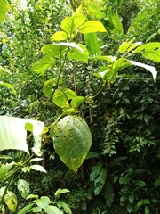 Witheringia solanacea