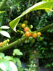 Witheringia solanacea