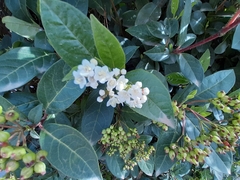 Viburnum tinus
