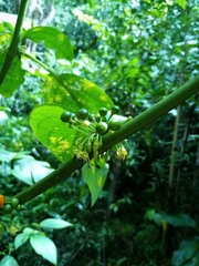 Witheringia solanacea