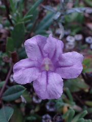 Ruellia pilosa