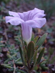 Ruellia pilosa