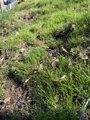Festuca rubra litoralis