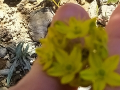 Haplophyllum linifolium