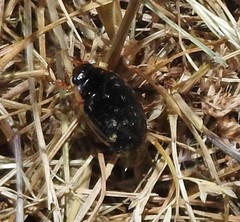 Thermonectus intermedius
