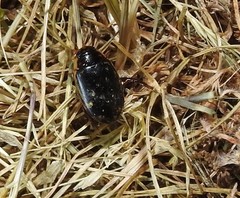 Thermonectus intermedius