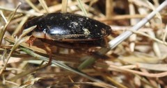 Thermonectus intermedius