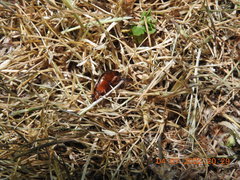 Thermonectus intermedius