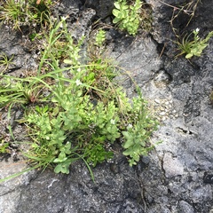 Centaurium japonicum