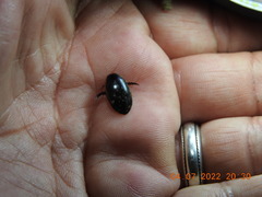 Thermonectus intermedius