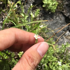 Centaurium japonicum