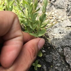 Centaurium japonicum