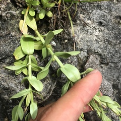 Centaurium japonicum